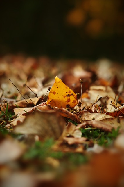 了火箭阵容 了火箭阵容