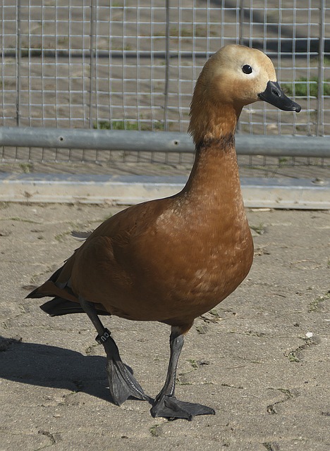 要角色