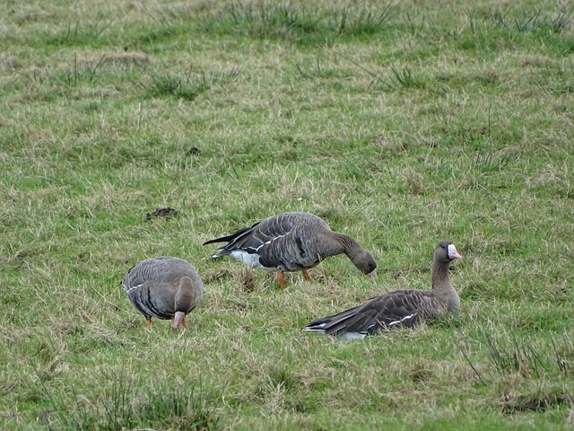 乐部的一大 乐部的一大
